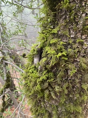 Dendroalsia abietina