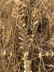 Lepidium perfoliatum