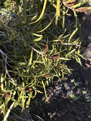 Colliguaja integerrima