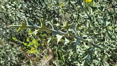 Colletia paradoxa