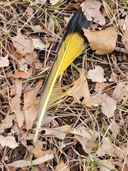 Colaptes auratus luteus