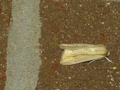 Leucania phragmitidicola