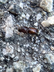 Monarthrum dentigerum