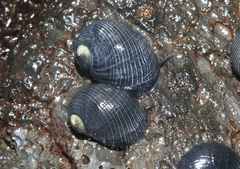 Nerita picea