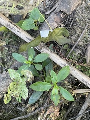 Proserpinaca palustris