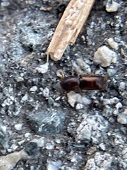 Monarthrum dentigerum