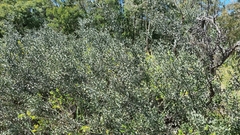 Colletia paradoxa