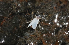 Clunio vagans