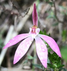 Caladenia fuscata
