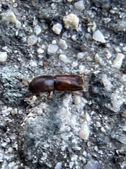 Monarthrum dentigerum