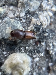 Monarthrum dentigerum