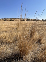 Leymus cinereus