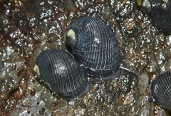 Nerita picea