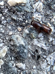 Monarthrum dentigerum