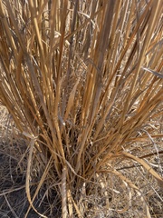 Leymus cinereus
