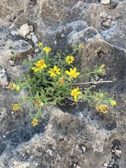 Psilostrophe tagetina