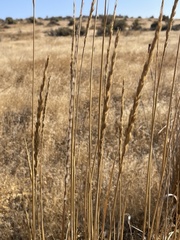 Leymus cinereus