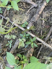 Proserpinaca palustris