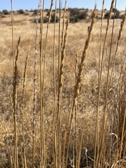 Leymus cinereus