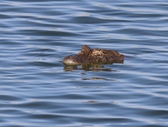Caiman latirostris