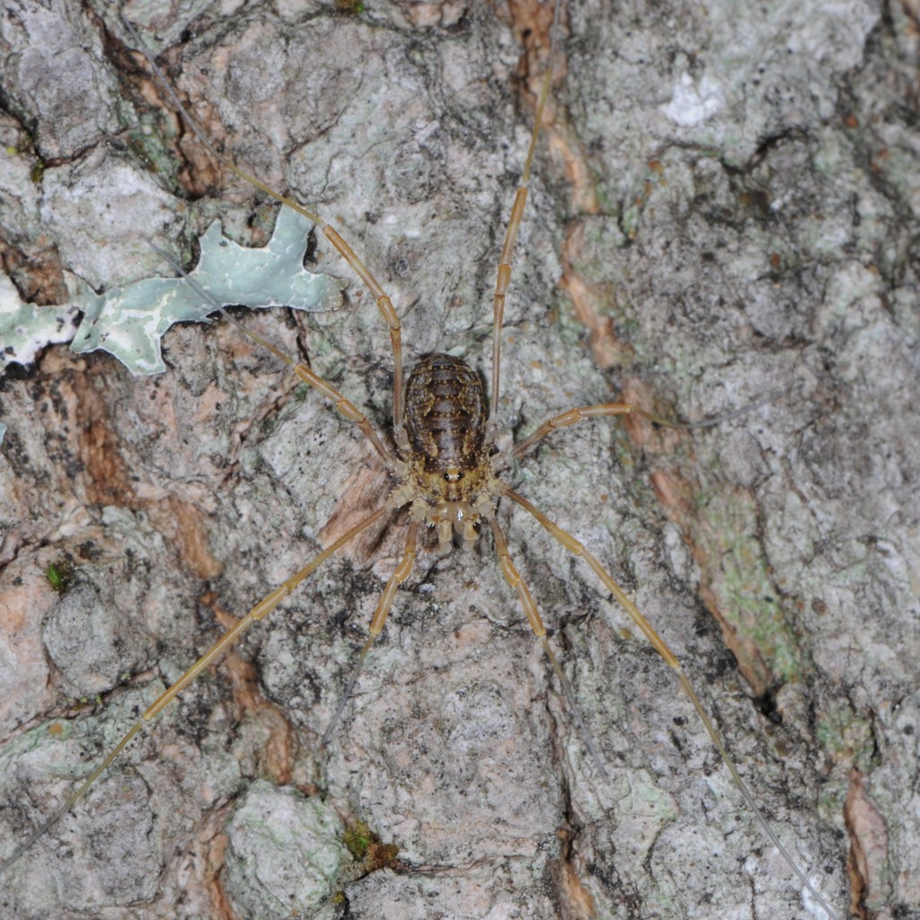 Odiellus pictus (Harvestmen of Maryland/DC, spring) · iNaturalist