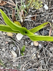Habenaria repens