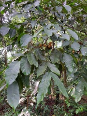 Guarea kunthiana
