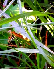 Bistanta mexicana