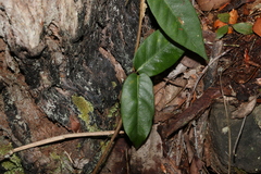 Parsonsia
