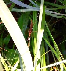 Bistanta mexicana