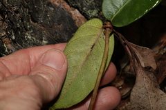 Parsonsia