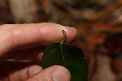 Parsonsia