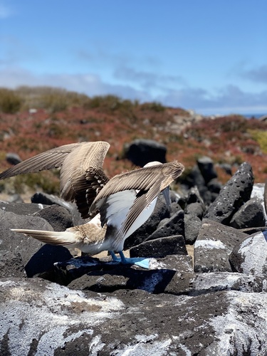 Blue-footed Booby