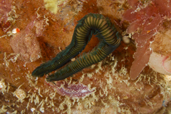 Phyllodocida