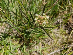 Asclepias mellodora