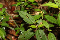 Melastoma
