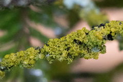 Xanthomendoza hasseana