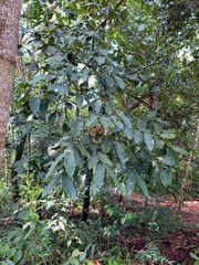 Guarea kunthiana