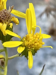 Senecio flaccidus