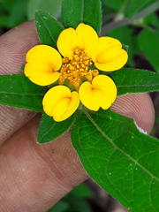 Sclerocarpus uniserialis