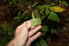 Melastoma
