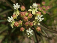 Asclepias mellodora