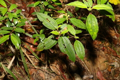 Melastoma