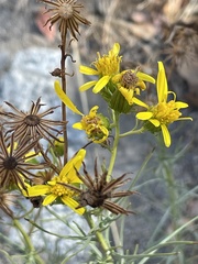 Senecio flaccidus
