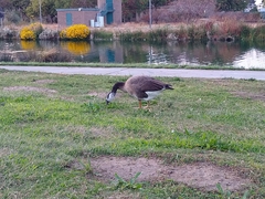 Anser anser × Branta canadensis