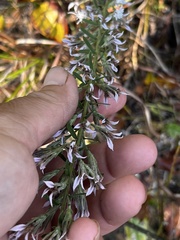 Liatris elegans