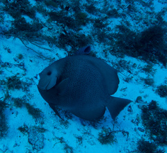 Pomacanthus arcuatus