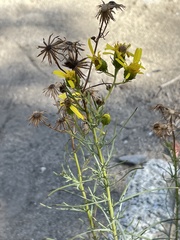 Senecio flaccidus