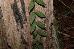 Parsonsia