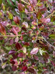 Vaccinium elliottii